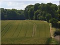 Farmland, Wilton