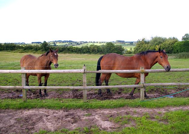 Horses in Hampton Green