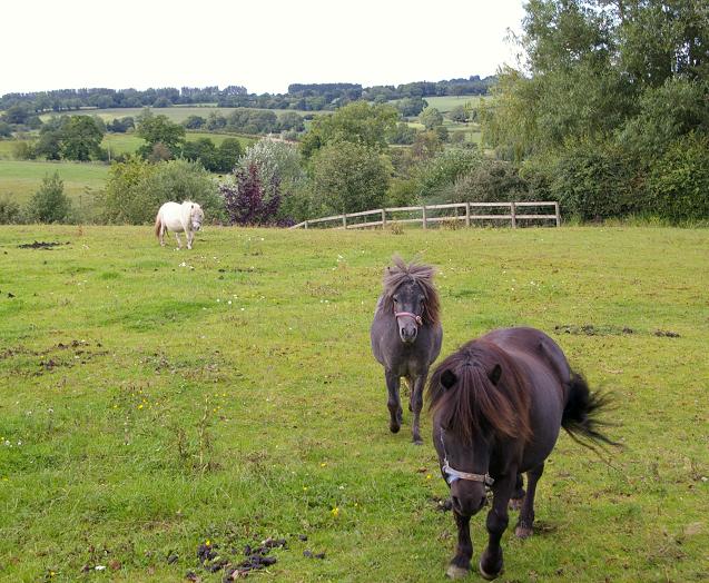 Shetland ponies at Hampton Green