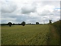 Cornfield at Walton Gates