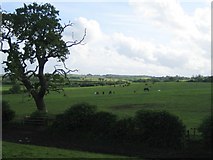 SP7425 : Horses near Sion Hill Farm, East Claydon 2 by Andy Gryce
