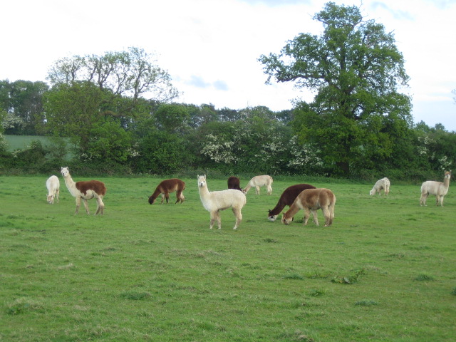Alpaca, Lower Claydon Hill Farm near... © Andy Gryce cc-by ...