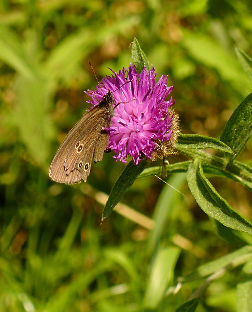Ringlet Butterfly on a flower