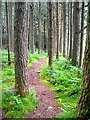 NN1468 : Forest Walk Near Allt a' Choire Dheirg by Iain Thompson