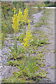 Great Mullein