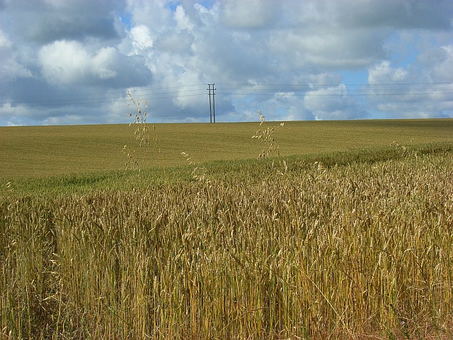 Farmland, Netheravon