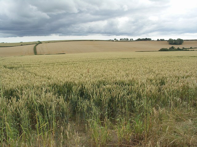 Farm Crop in the Field