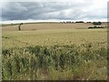 Farm Crop in the Field