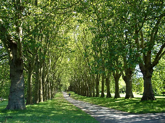 Avenue of trees in St George Park