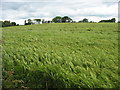 SH5668 : A field of barley by Eric Jones
