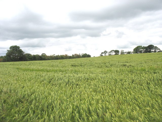 View SW across the barley field
