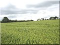 SH5668 : View SW across the barley field by Eric Jones