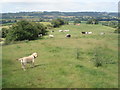 Pasture land on Underley Farm