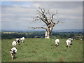 Dead tree at Underley Farm