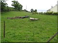 Sheep near Belcoo