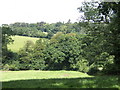 Wooded country south of Boconnoc