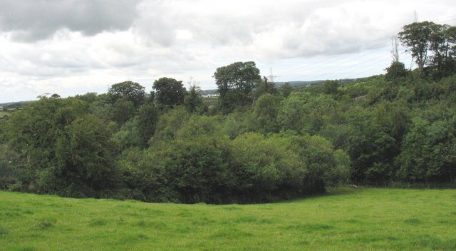 Woodland at Gors y Brithdir