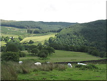 SH7428 : Sheep grazing on the ffridd east of Bedd y Coedwr by Eric Jones