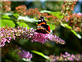 Butterfly at Kenneggy Cove