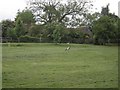 Ducks playing cricket at Risden Barn