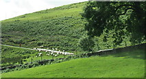 SH7428 : Sheep being driven down the road towards Bedd y Coedwr Farm by Eric Jones