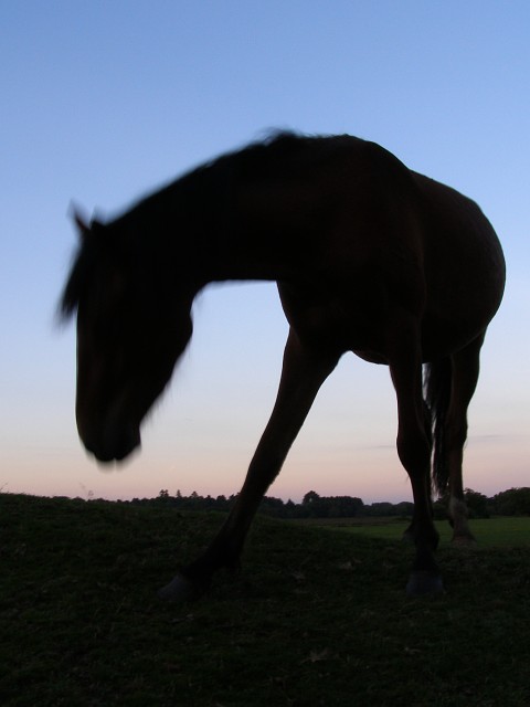 Pony at dusk, Longwater Lawn, New Forest