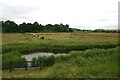 Chelmondiston Marsh