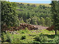 Cwm-celyn Woodland