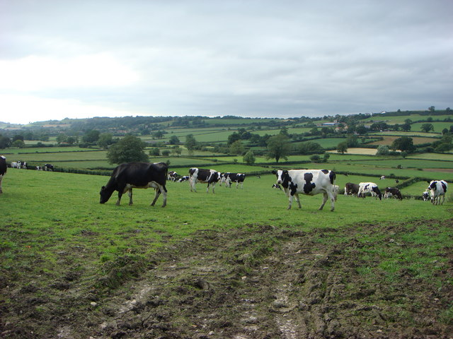 Cows in Hardington Mandeville