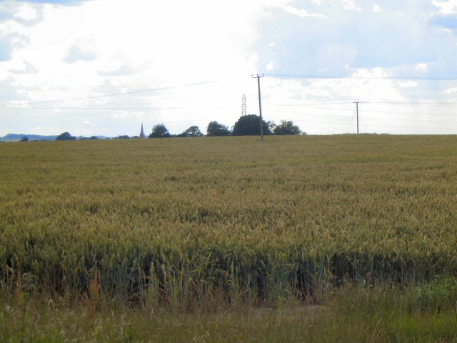 Power lines beyond cornfield