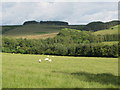 NY8580 : Pastures and woodland near Anton Hill by Mike Quinn