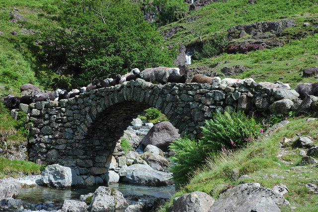Sheep crossing Lingcove Bridge