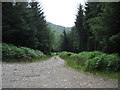 Forest track linking the Bwlch Garw and Mawddach forestry roads