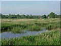 RSPB Lakenheath Fen