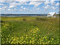 Buttercup invasion on the croft