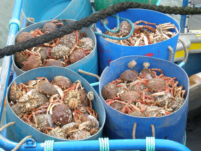 Saundersfoot haul of Spider Crabs © Hefin Richards cc-by-sa/2.0 ...