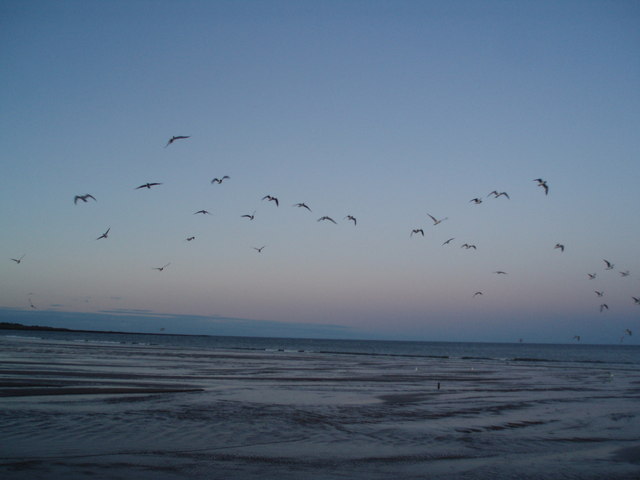 Flocking Birds at Sunset