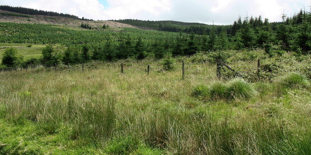 Rough grazing and forest on the Hafod Fraith Estate