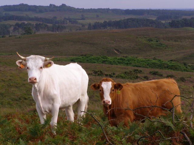 Cattle on Vereley Hill, New Forest