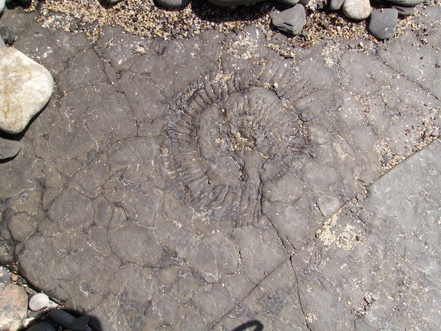 Fossils at Kimmeridge © peter skrobacz :: Geograph Britain and Ireland