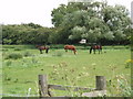 Horses on Haxey Carr