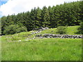 Ruined wall at the edge of the forest