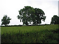 Pasture near Great Giles Farm