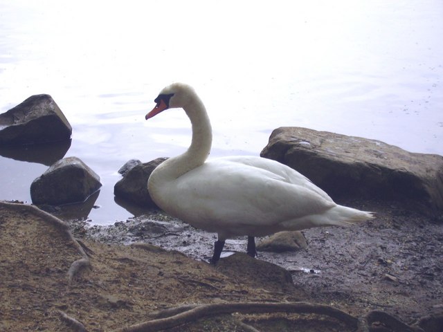 Bolam lake Swan