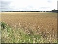 Barley Field