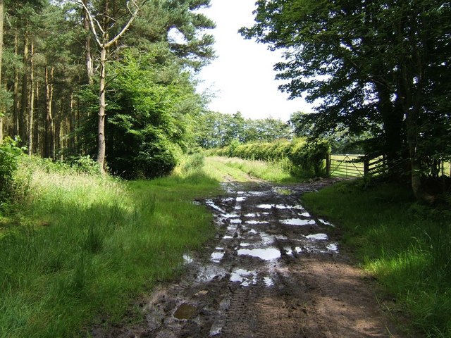 Track to Oxnam from Mossburnford