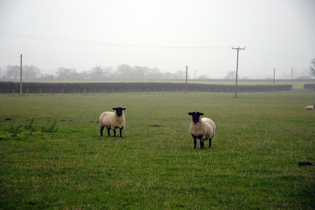 North Willingham Sheep