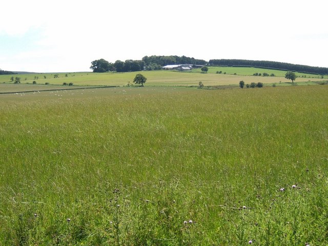 Large field of seeding grasses near Dolphinston