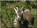 unusual goat near Hollingrove Farm