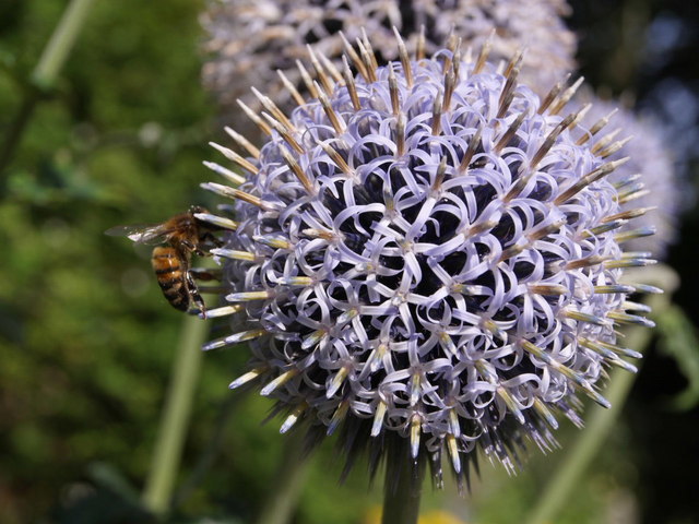 Bee on globe thistle, Dartington